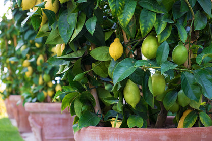 Lemon Tree
