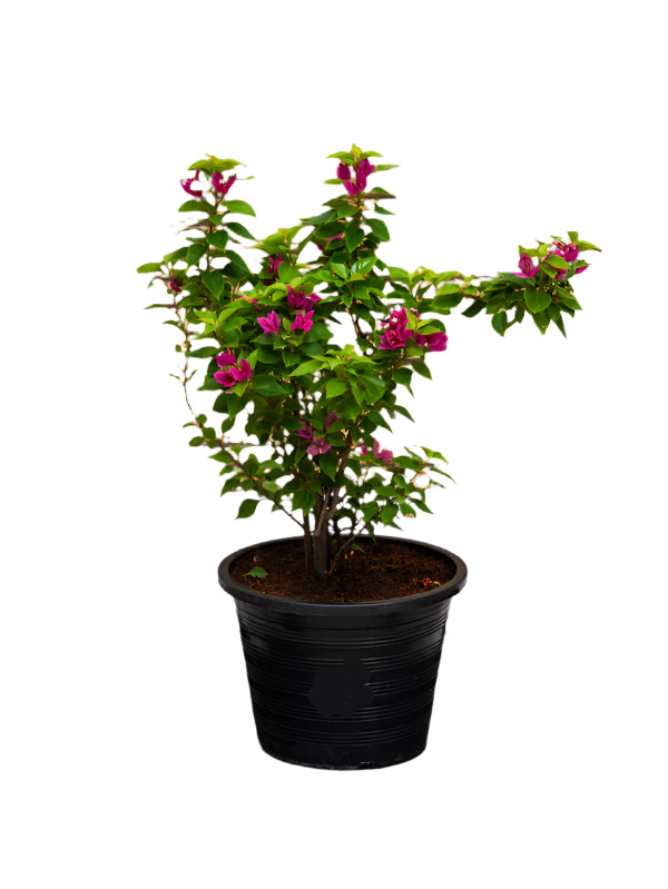 Pink Pixie (Bougainvillea)