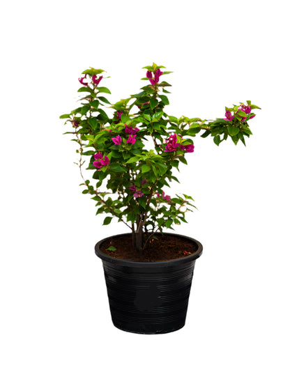 Pink Pixie (Bougainvillea)