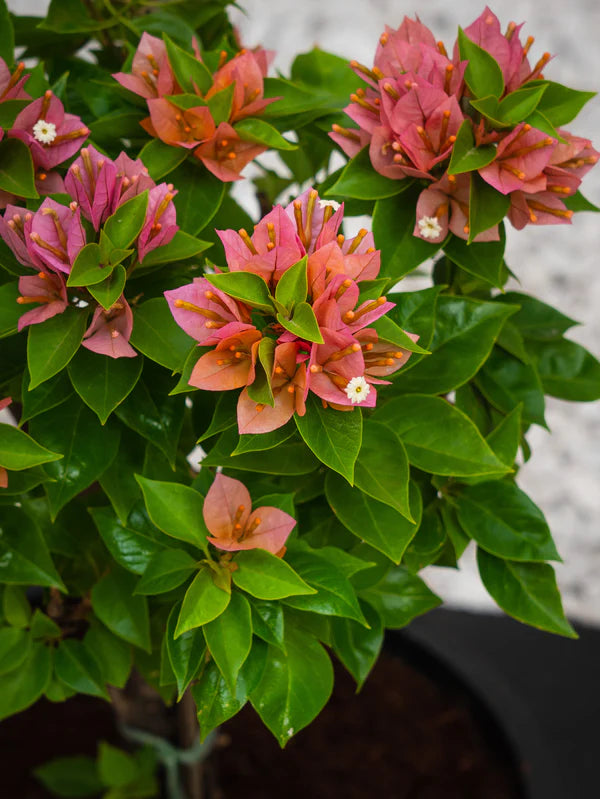 Pink Pixie (Bougainvillea)