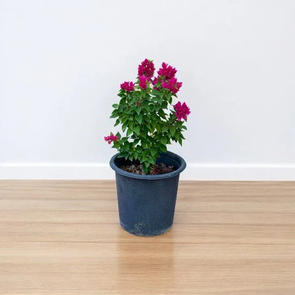 Pink Pixie (Bougainvillea)