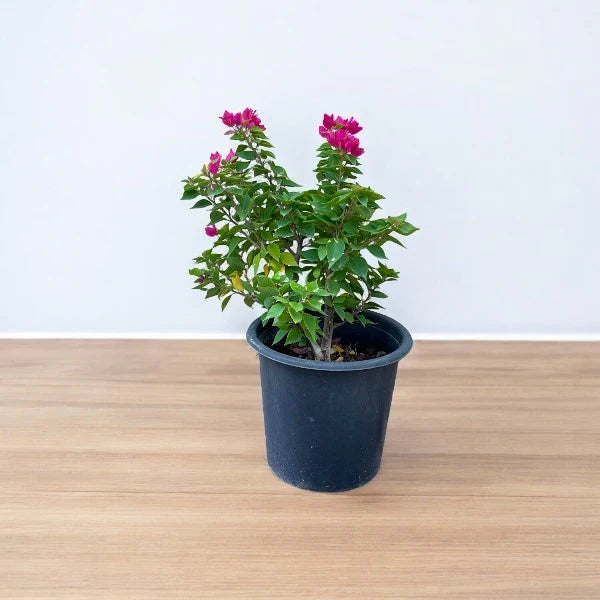 Pink Pixie (Bougainvillea)