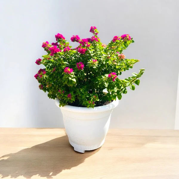 Pink Pixie (Bougainvillea)