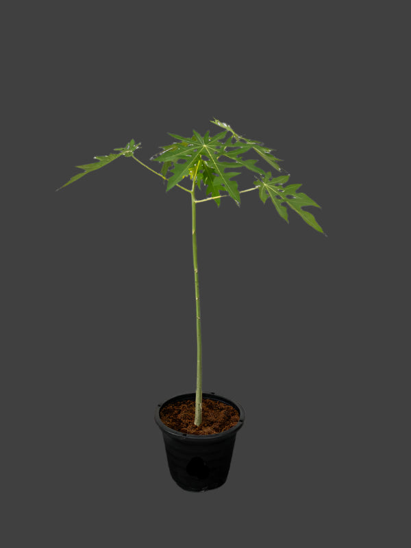 Papaya Tree (Carica Papaya)