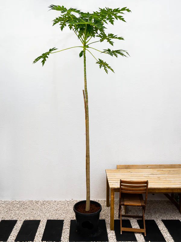 Papaya Tree (Carica Papaya)