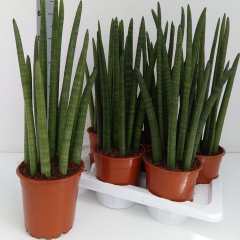 Sansevieria Cylindrica