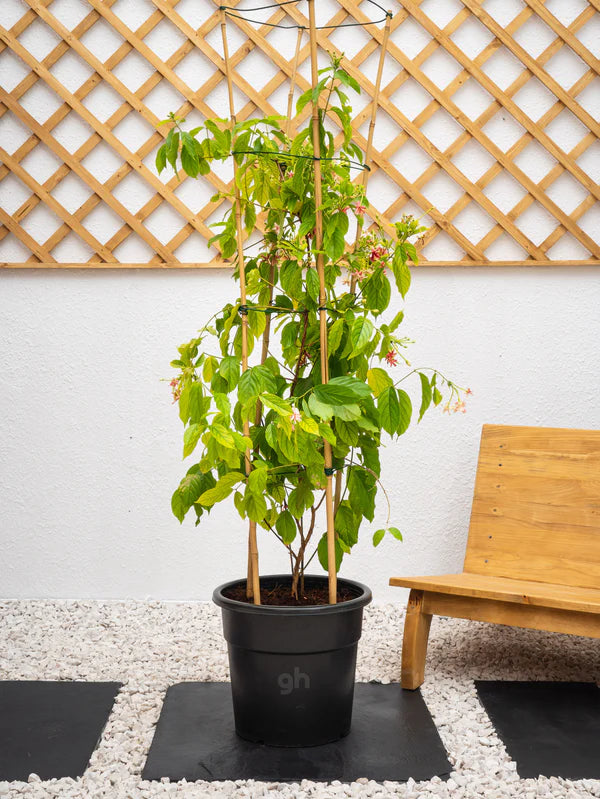 Rangoon Creeper (Quisqualis Indica)