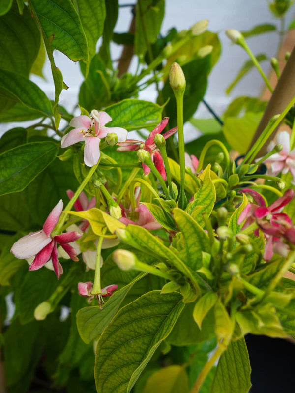 Rangoon Creeper (Quisqualis Indica)