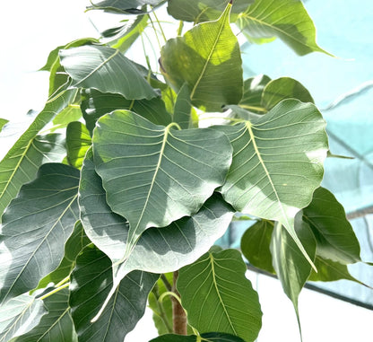 Sacred Fig (Ficus Religiosa)