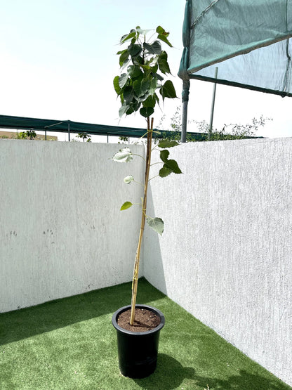Sacred Fig (Ficus Religiosa)