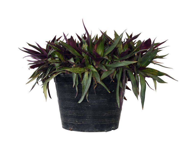 Rhoeo (Rhoeo Discolor)