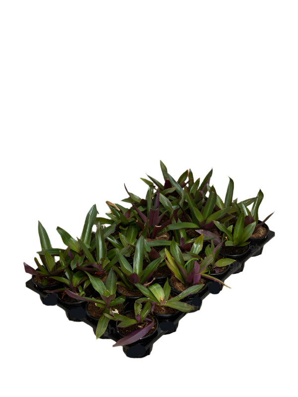 Rhoeo (Rhoeo Discolor)