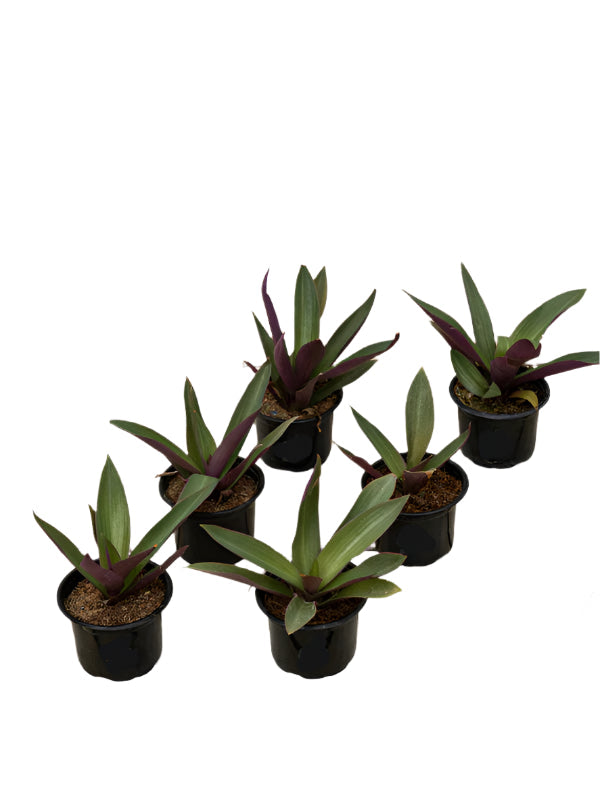 Rhoeo (Rhoeo Discolor)