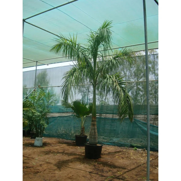 Royal Palm (Roystonia Regia)