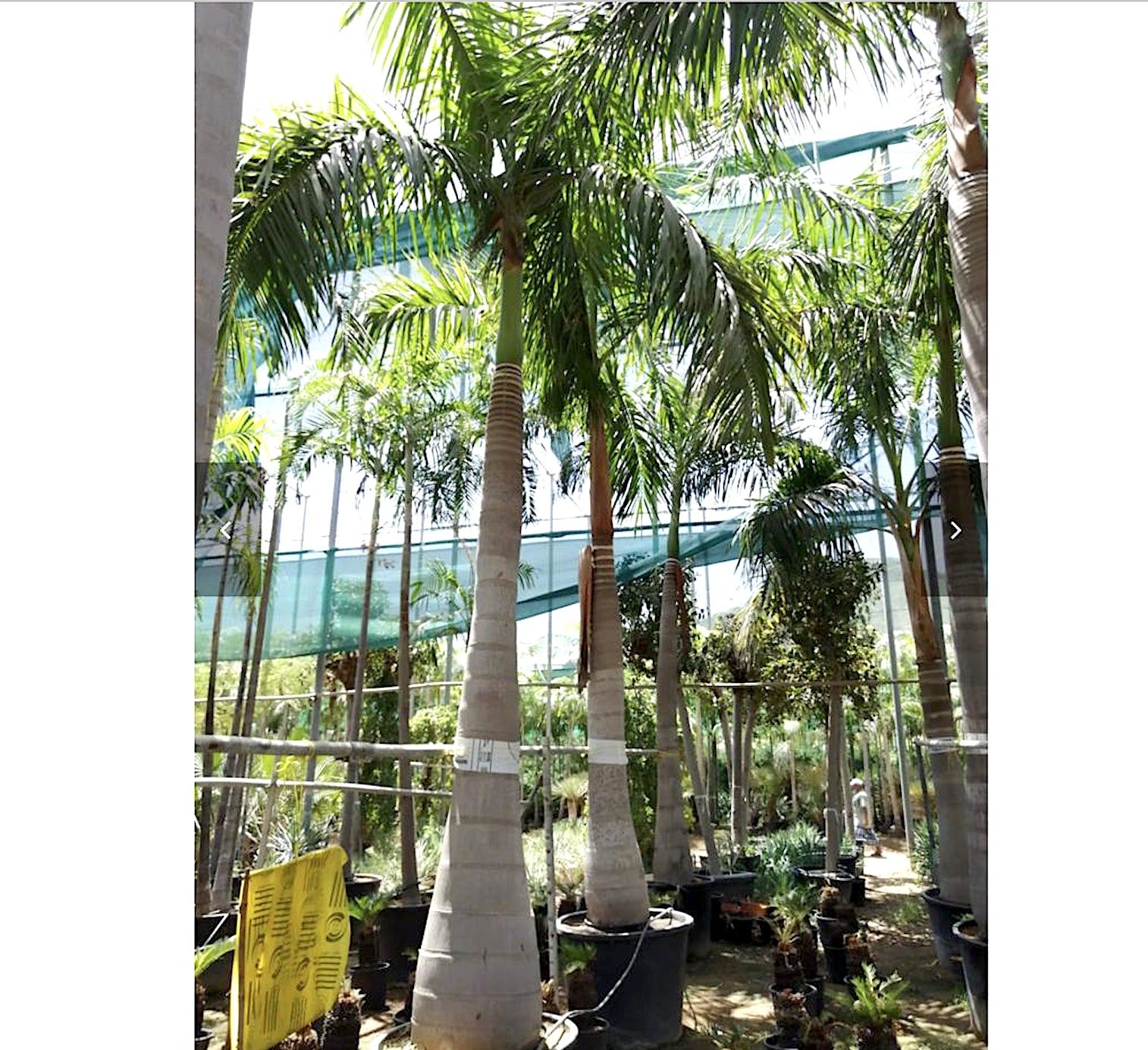 Royal Palm (Roystonia Regia)