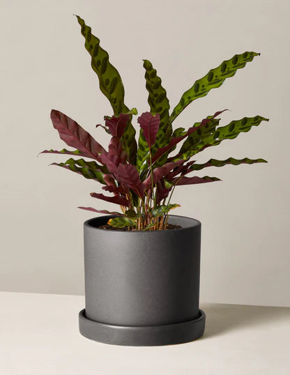 Calathea Lancifolia