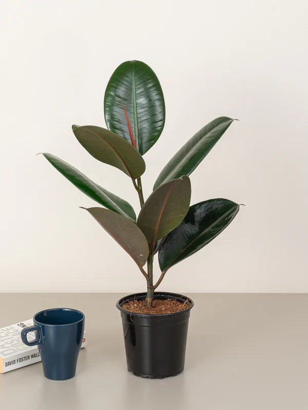 Rubber Plant / Ficus Elastic / Robusta /