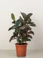 Rubber Plant / Ficus Elastic / Robusta /