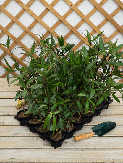 Ruellia (Ruellia Ciliosa)