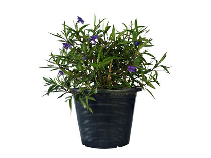 Ruellia (Ruellia Ciliosa)