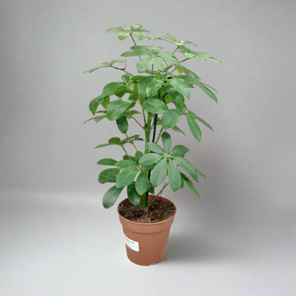 Schefflera/Umbrella plant