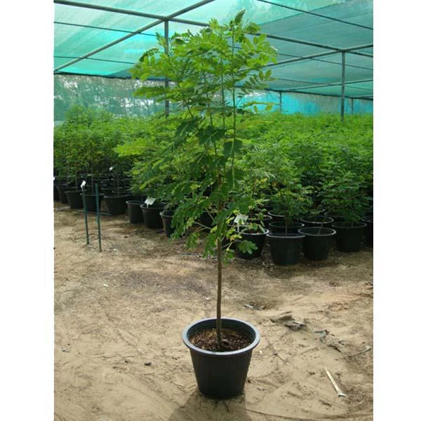 Sunshine Tree (Cassia Surattensis)