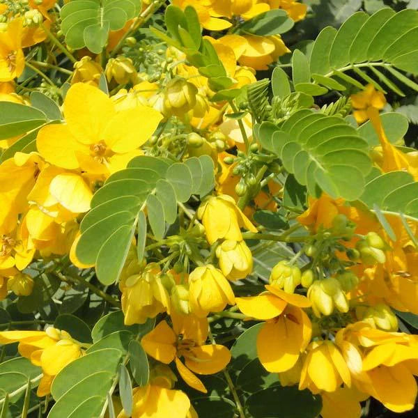 Sunshine Tree (Cassia Surattensis)