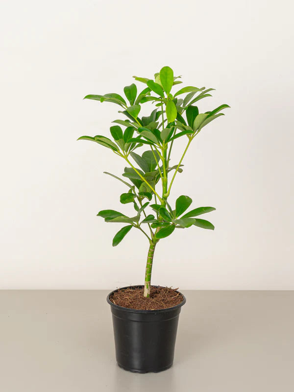 Schefflera/Umbrella plant