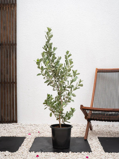 Damas Silver  (Conocarpus Erectus)