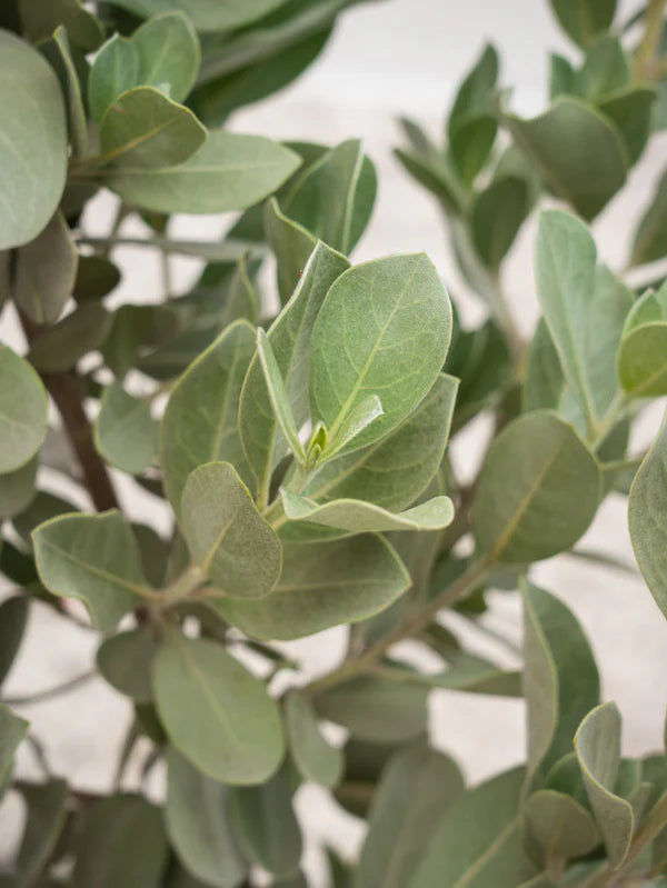 Damas Silver  (Conocarpus Erectus)
