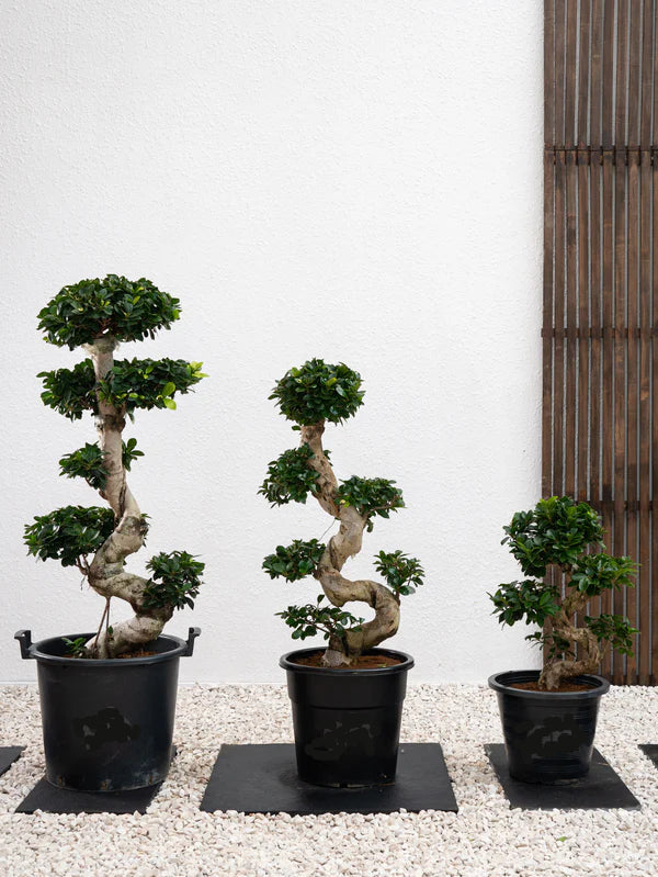 Ficus Bonsai / Microcarpa Bonsai S Shape / Ficus Retusa / Ficus Bonsai Tree