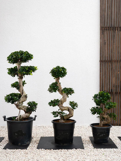 Ficus Bonsai / Microcarpa Bonsai S Shape / Ficus Retusa / Ficus Bonsai Tree