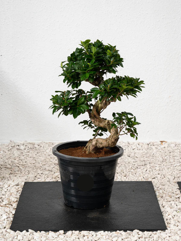 Ficus Bonsai / Microcarpa Bonsai S Shape / Ficus Retusa / Ficus Bonsai Tree
