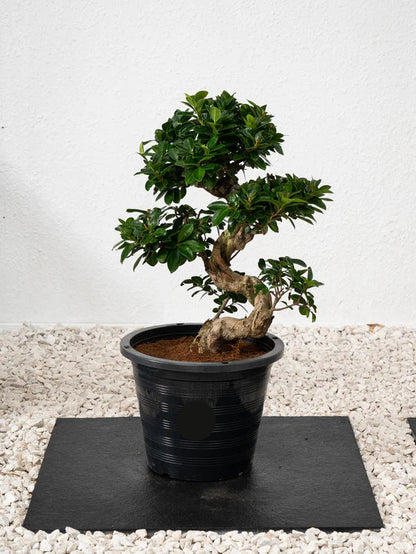 Ficus Bonsai / Microcarpa Bonsai S Shape / Ficus Retusa / Ficus Bonsai Tree