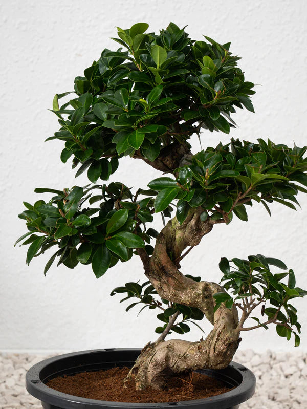 Ficus Bonsai / Microcarpa Bonsai S Shape / Ficus Retusa / Ficus Bonsai Tree