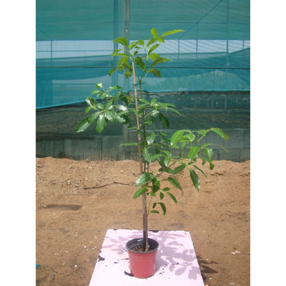 Rosy Trumpet Tree (Tabebuia Rosea)
