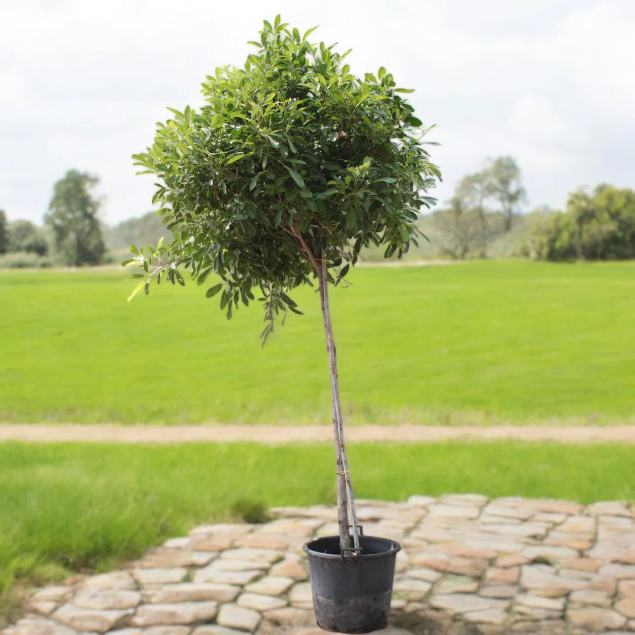 Rosy Trumpet Tree (Tabebuia Rosea)