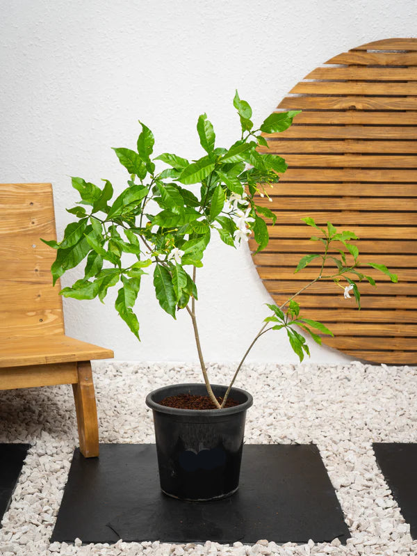 Crepe Jasmine (Tabernaemontana Divaricata)