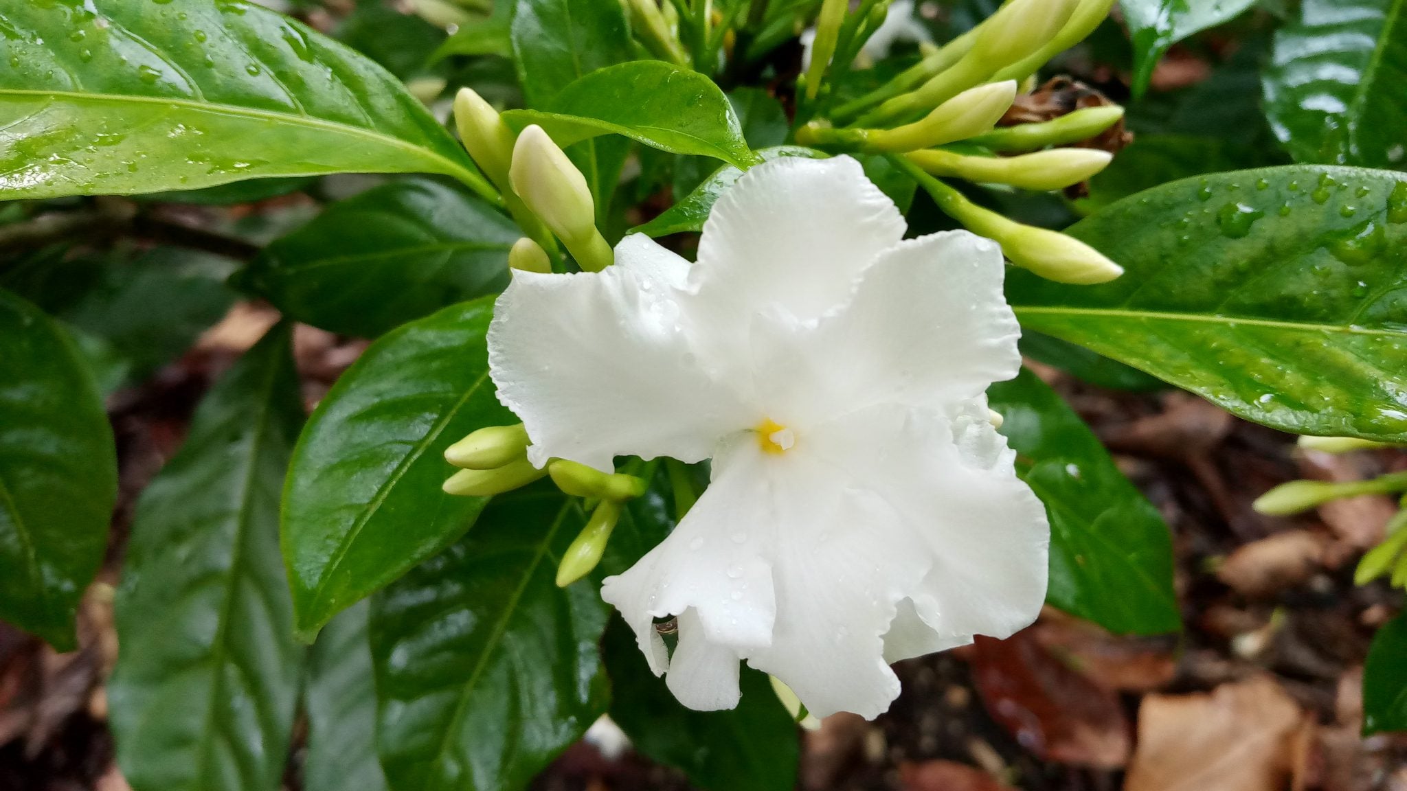 Crepe Jasmine (Tabernaemontana Divaricata)