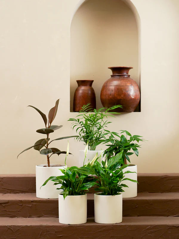 Tabletop Greenery (Pachira aquatica | Ficus elastica | Spathiphyllum | Chamaedorea elegans)