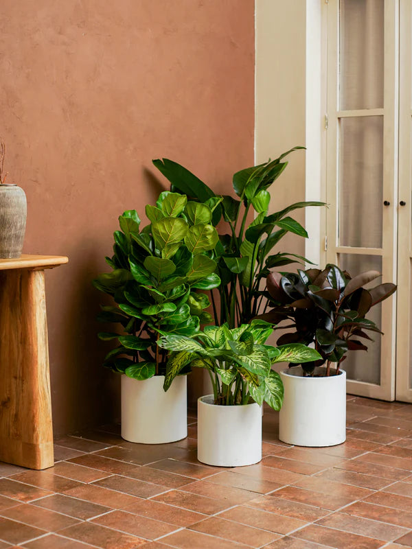 Tall Greens (Ficus lyrata | Ficus elastica | Strelitzia reginae | Dieffenbachia &