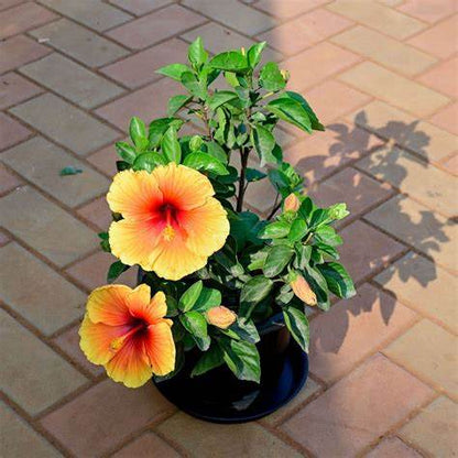 Hibiscus Plant(Hibiscus Rosa-Sinensis)