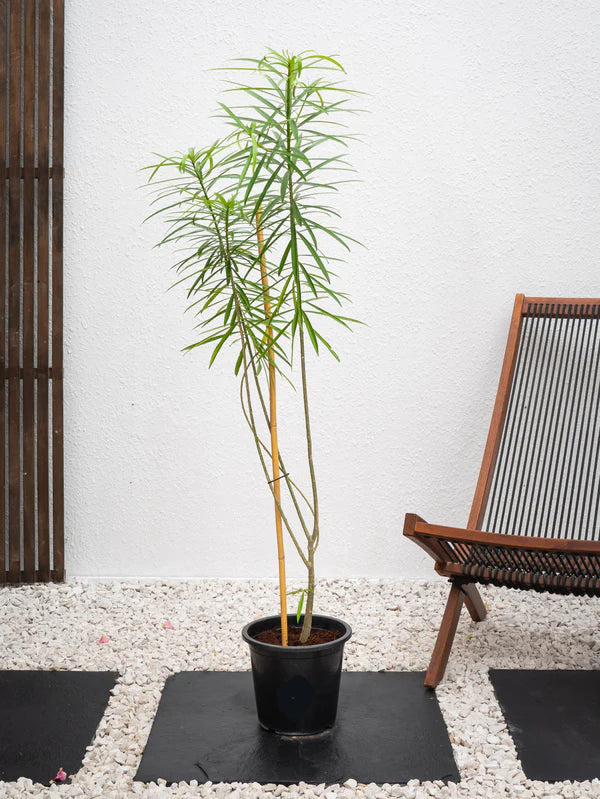 Thevetia (Cascabela thevetia)