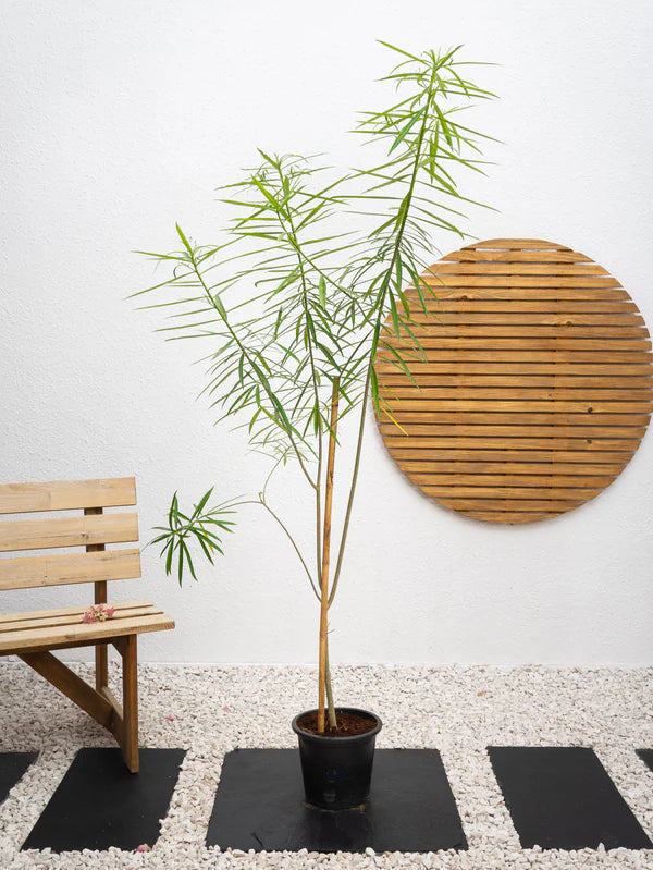 Thevetia (Cascabela thevetia)