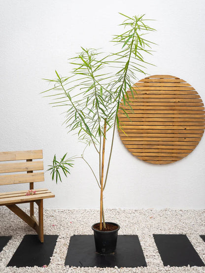 Thevetia (Cascabela thevetia)