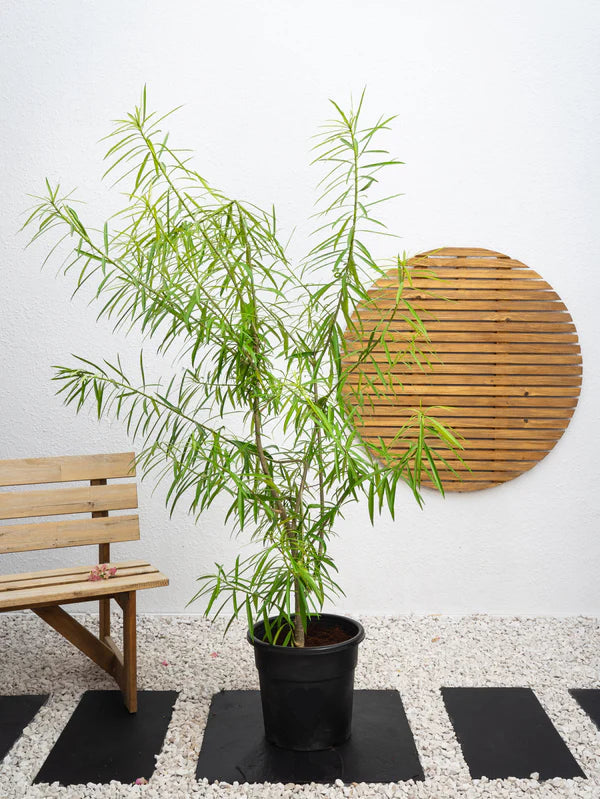 Thevetia (Cascabela thevetia)