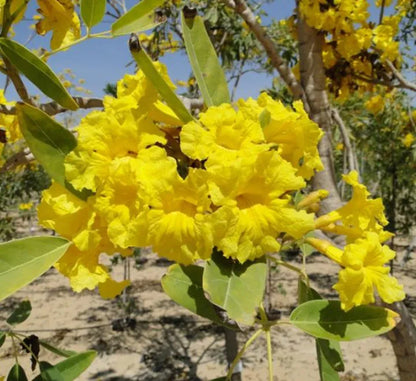 Tabebuia Argentea (Golden Trumpet Tree)
