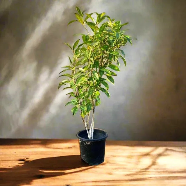 Tabebuia Argentea (Golden Trumpet Tree)