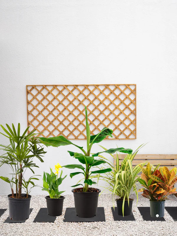 Tropical Plant Bundle (Banana Tree | Canna | Croton | Pandanus | Lady Palm)
