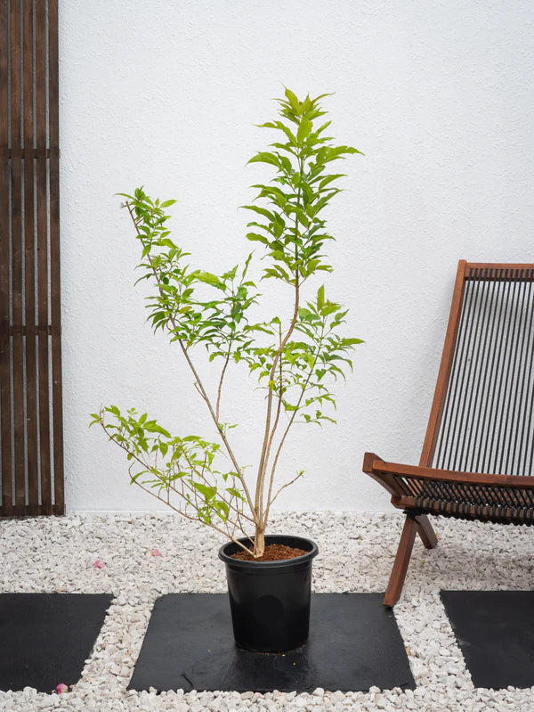 Tecoma Yellow Bells  (Tecoma Stans)